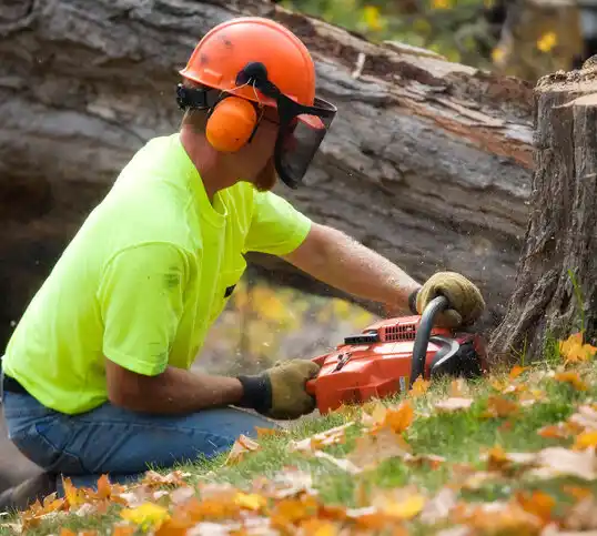 tree services Woods Bay